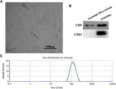 Exosomal miR-590-5p in Serum as a Biomarker for the Diagnosis and Prognosis of Gastric Cancer